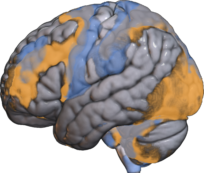 Image of a brain.